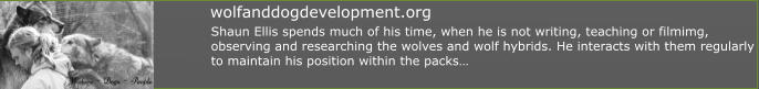Shaun Ellis spends much of his time, when he is not writing, teaching or filmimg,  observing and researching the wolves and wolf hybrids. He interacts with them regularly  to maintain his position within the packs…  wolfanddogdevelopment.org